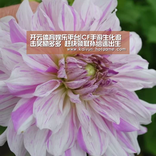 开云电竞娱乐平台